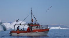 Dez nações concordam estudar impacto da pesca em águas recém-abertas no Ártico