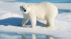 Contrariando previsão de ambientalistas, ursos polares gozam de boa saúde, diz cientista (Vídeo)