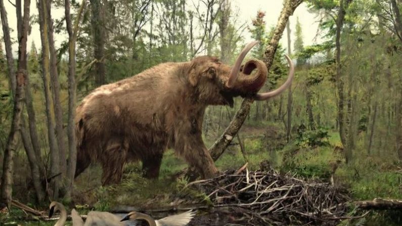Crânio de mamute do fim da Era do Gelo é encontrado sob metrô em Los Angeles