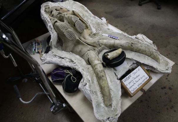 O crânio de um mamute que foi descoberto sob a cidade de Los Angeles, EUA (AP)