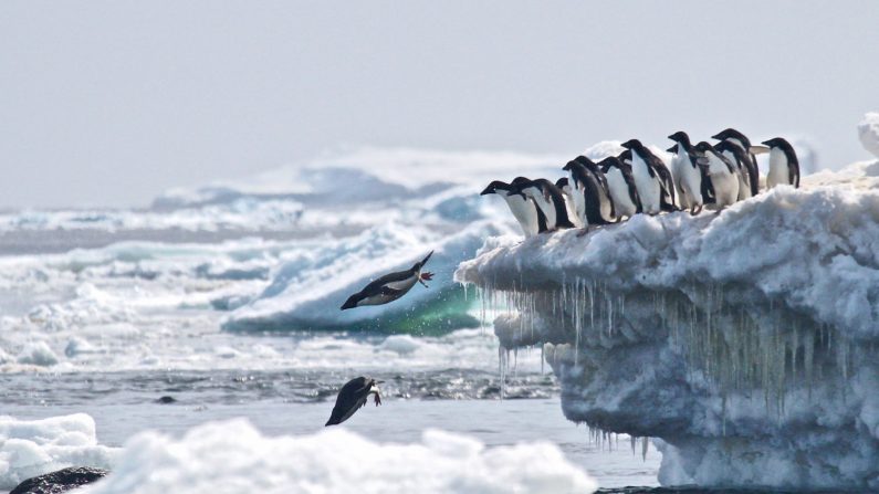 Megacolônia de pinguins é descoberta, dando esperança a cientistas