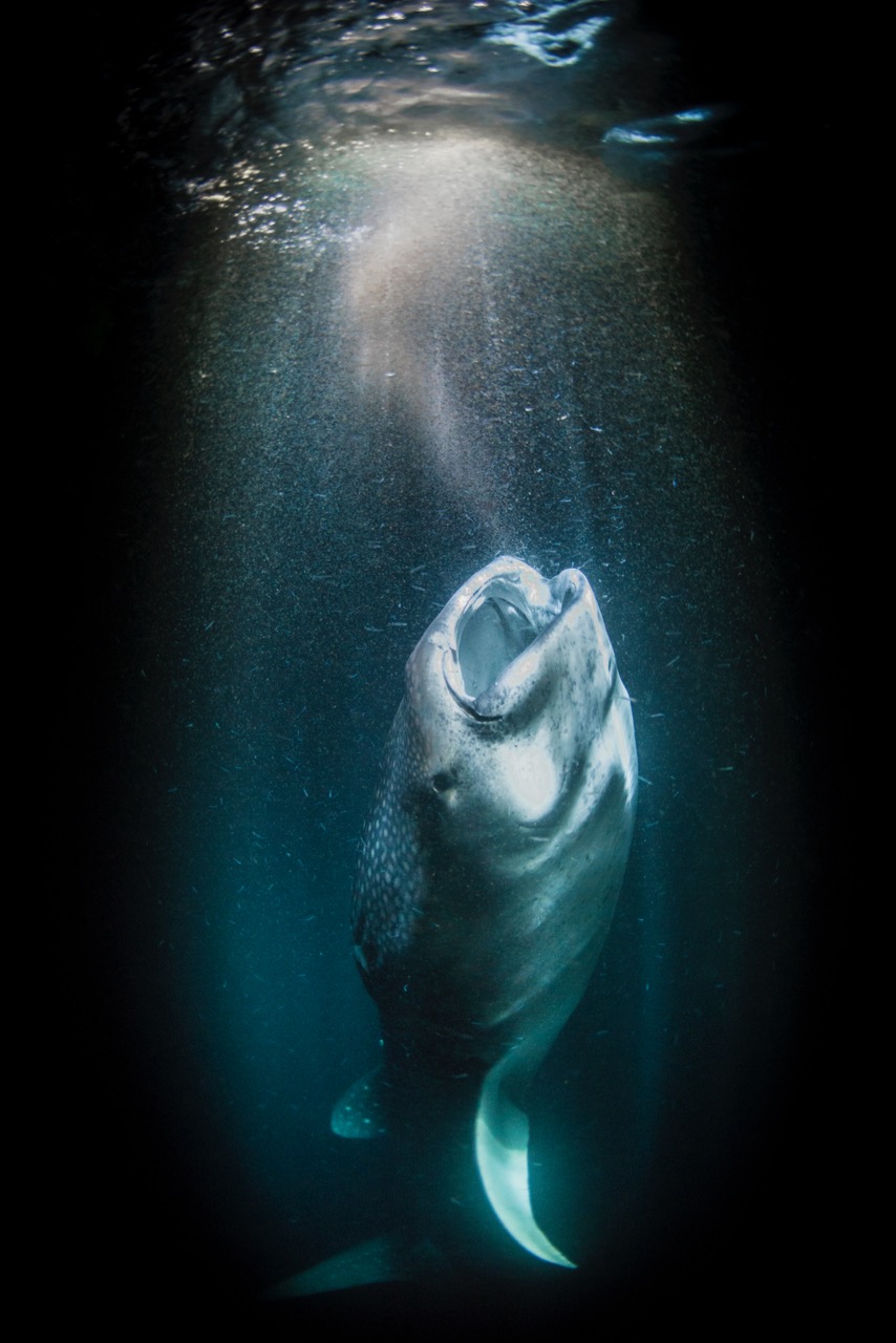 Este é o momento incrível em que um tubarão-baleia engole um tornado de plâncton, algo nunca fotografado antes (Imagem via SWNS)