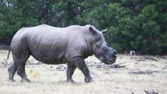 Veterinários estão removendo chifres de rinocerontes para salvá-los de caçadores. Esta é a melhor solução?