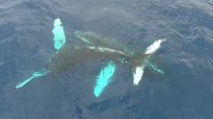 Baleias jubarte em dão um show de dança no mar de Maui – confira as incríveis imagens aéreas  feitas por drones