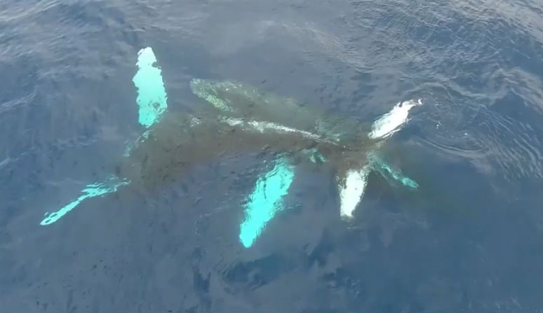Baleias jubarte em dão um show de dança no mar de Maui – confira as incríveis imagens aéreas  feitas por drones