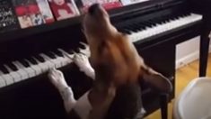 Cachorro faz serenata para bebê com composição original de piano
