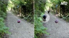 Carneiro encontra bola pendurada no meio da floresta – sua reação é totalmente hilária