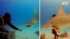 Mergulhador atrai tubarões-martelo esfomeados com iscas – quando eles se aglomeram ao redor dele, é assustador!