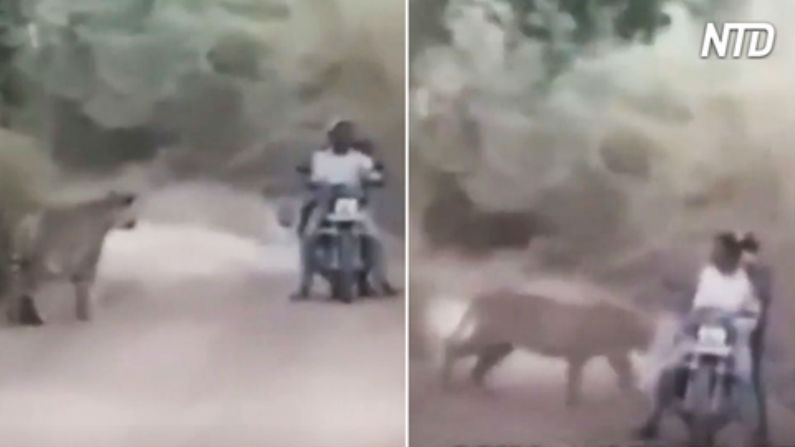 Tigres cercam homens que estavam andando de moto