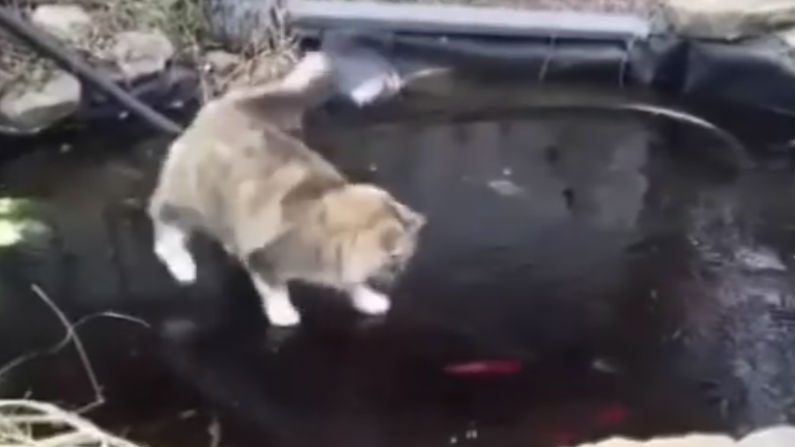 Gato tenta desesperadamente pegar peixes nadando em lagoa congelada