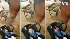 Cavalo vira babá de bebê – por essa nem a mamãe esperava
