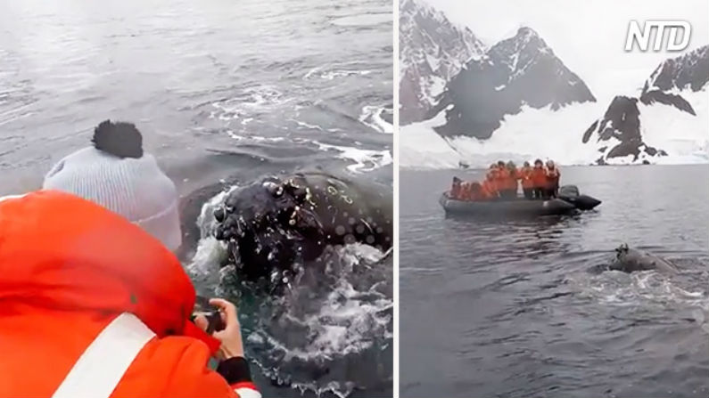 Antártica – baleias se aproximam de turistas em península polar