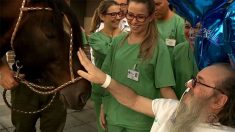 Homem à beira da morte recebe visita de seu cavalo em hospital e se recupera milagrosamente