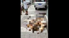 PETA critica China por jogar pilhas de cachorros mortos na rua
