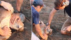 Biólogos retiram garfo de plástico preso em nariz de tartaruga
