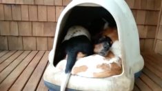 Vários cachorros dormem juntos em casinha pequenina