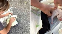 Filhotes de cachorro recém-nascidos são encontrados dentro de sacola plástica jogada no meio do mato