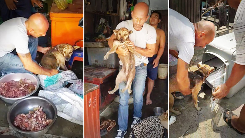 Cachorro é resgatado do corredor da morte no Camboja