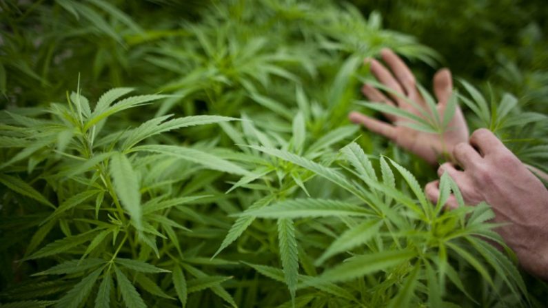 Justiça autoriza cultivo de cannabis para tratamento de fibromialgia