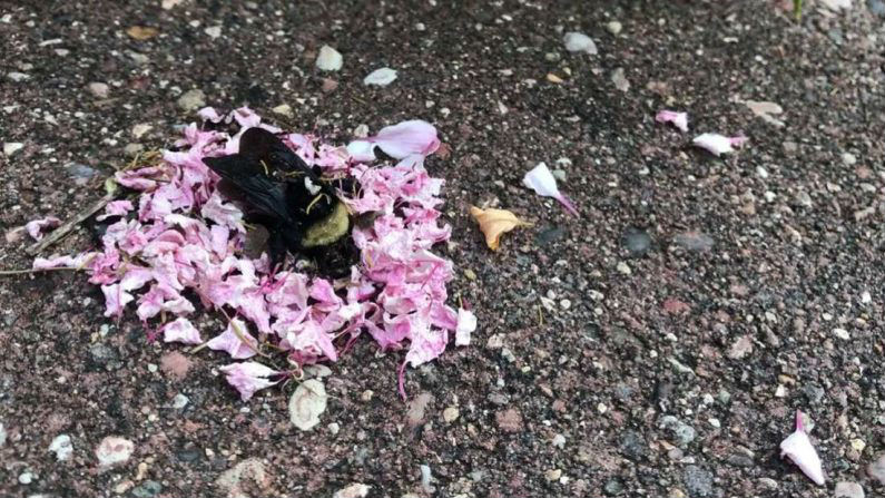 Formigas cercam abelha morta com flores em bizarro “ritual”