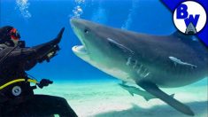 Coyote Peterson mergulha com tubarões-tigre nas Bahamas