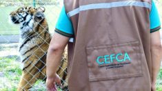 Empresário argentino mantinha quase 100 animais ilegalmente em sua casa, incluindo um tigre de Bengala