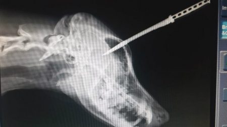 Cão sobrevive a facada no crânio depois de rosnar para gangster
