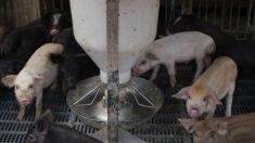 China começa a usar tecnologia de reconhecimento facial na criação de porcos