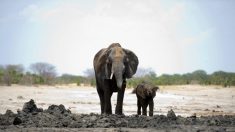Ativistas protestam contra planos do Zimbábue de exportar elefantes para China