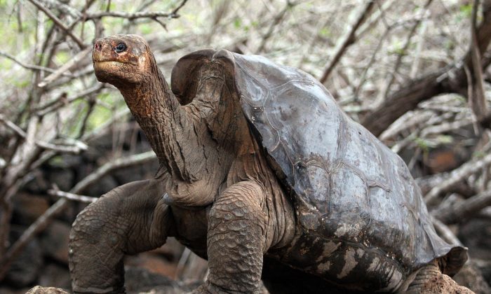 Tartaruga considerada “extinta” é reencontrada em Galápagos após 100 anos