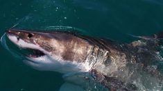 Tubarão branco gigante encontrado abandonado em parque de animais selvagens ganha nova casa