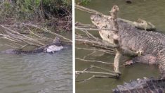Polícia investiga morte de icônico crocodilo enquanto cidade australiana chora sua perda