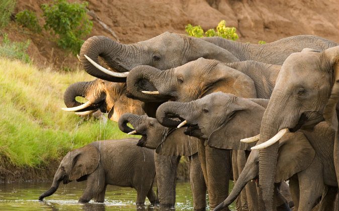 Uma manada de elefantes africanos bebendo em um poço (Shutterstock)