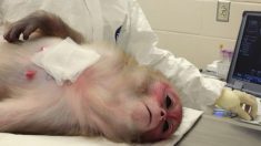 “Pesadelo ético”: cientistas chineses implantam genes do cérebro humano em macacos