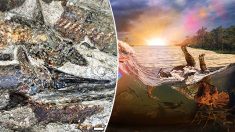 Cientistas descobrem fósseis do dia da extinção dos dinossauros