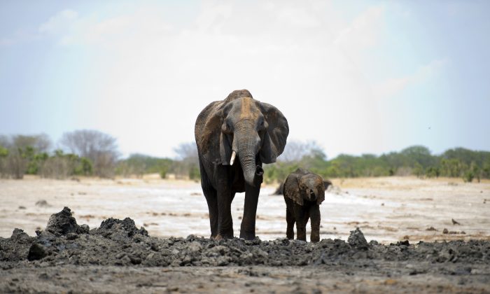 Um elefante africano e seu bebê no Parque Nacional de Hwange, no Zimbábue, em 18 de novembro de 2012 (Martin Bureau / AFP / Getty Images)
