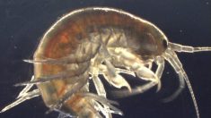 Cientistas encontram cocaína em camarões nos rios do Reino Unido