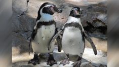 Polícia remove dois pinguins de sushi bar na Nova Zelândia, mas eles retornam (vídeo)