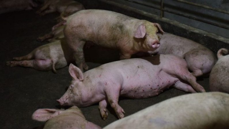 Peste suína na China aumenta exportações de carne de porco no Brasil