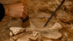 Descobertos fósseis humanos de 1,8 milhão de anos na Indonésia
