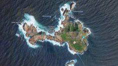 EUA planejam despejar veneno de rato nas Ilhas Farallon