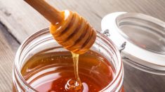 Importações de mel falsos para o Canadá acionam investigação imediata do CFIA