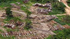 Brasil, UE, Costa Rica e Panamá se unem em operação contra tráfico ilegal de madeira