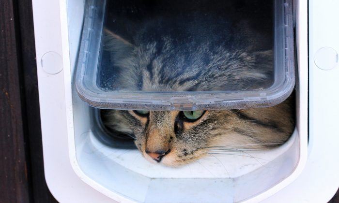 Homem demora quase duas horas para construir porta de gato, mas como seu gatinho à utiliza é hilário