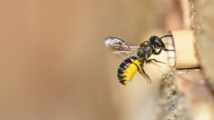 McDonald’s instala ‘hotéis para abelhas’ em outdoors para evitar a diminuição das populações de abelhas na Suécia