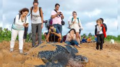 Primeira tartaruga-gigante de 2020 põe seus ovos na praia da Tailândia
