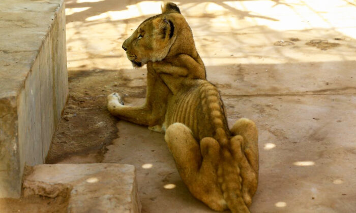 Imagens chocantes de leões definhados no zoológico do Sudão viram campanha para salvar os animais