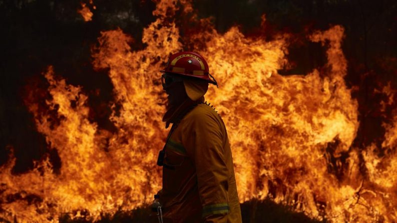 Estima-se que 1 bilhão de animais tenham morrido nos incêndios florestais na Austrália segundo especialistas