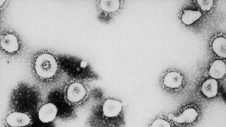 Esta foto sem data do Centro de Controle e Prevenção de Doenças (CDC) mostra uma visão microscópica do Coronavírus no CDC em Atlanta, Geórgia. De acordo com o CDC, o vírus que causa a Síndrome Respiratória Aguda Grave (SARS) pode ser um "vírus anteriormente não reconhecido da família Coronavírus" (Foto de CDC / Getty Images)