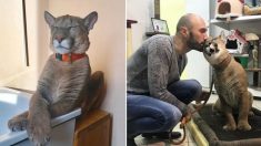 Puma de 90 quilos resgatado de um zoológico vive vida de luxo em apartamento russo